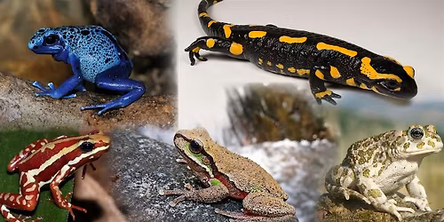 Amphibians: Masters of Two Worlds