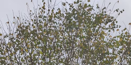 Hedge Laying Day with Colin Roberts