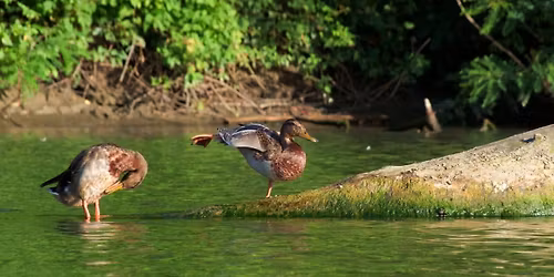 Augusztus 20. Kalandoz\u00e1s a Tisza-tavi mad\u00e1rrezerv\u00e1tumba