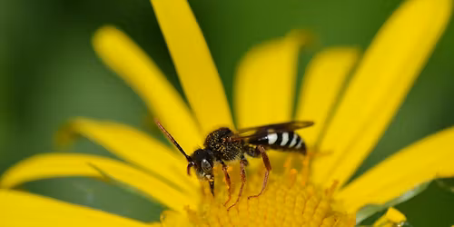 Ullandhaug pollinatorfestival