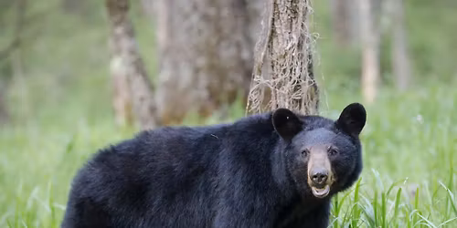 Bear Encounters & Hiking Workshop