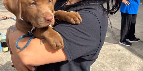 Community Pet Vaccine Clinic