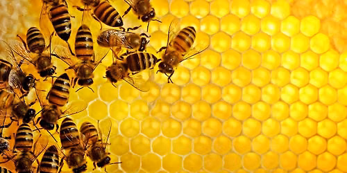 Beekeeping Series: Beginner Beekeeping