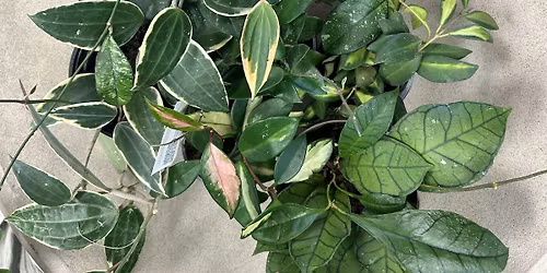 Houseplant Propagation Workshop-Hoya Edition