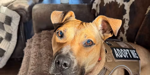 Adoption Event Petsmart Monument