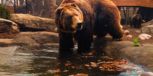 Breakfast Series: Brown Bears