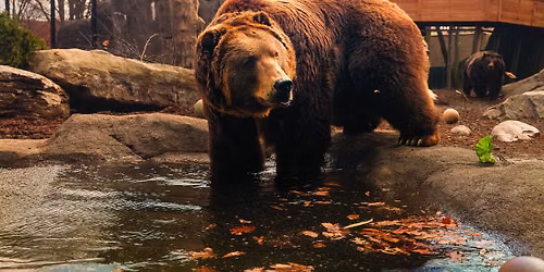 Breakfast Series: Brown Bears