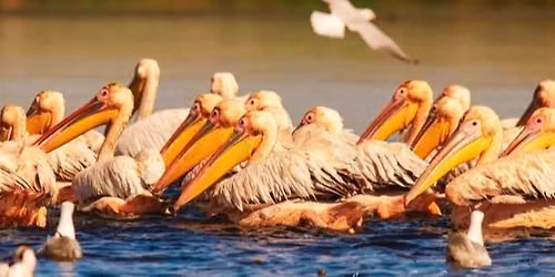 Croaziera in Delta Dun\u0103rii de la Tulcea la v\u0103rsare in mare