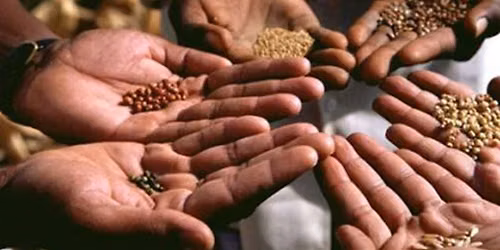 Seed Saving Workshop - Fundamentals of Seed Saving for Self-Sufficiency