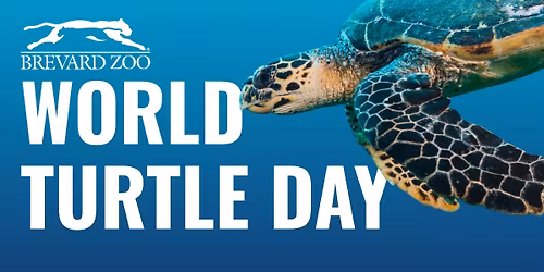 World Turtle Day