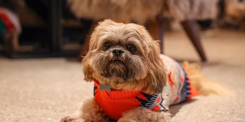 SHIH TZU CAFE CHRISTMAS - LONDON