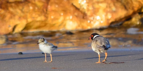 Introduction to Birds and Birdwatching