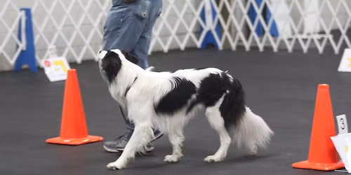 AKC December Rally Trial