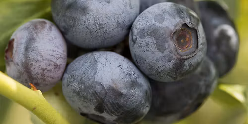 Let's Get Growing Nassau