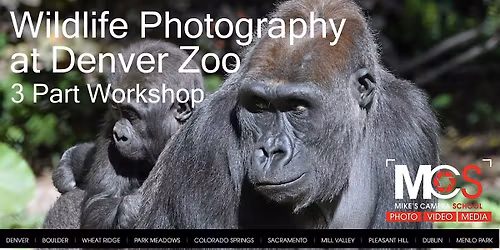 3 Part Wildlife Photography  Workshop at  Denver Zoo