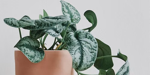 Houseplant & Propagation Swap
