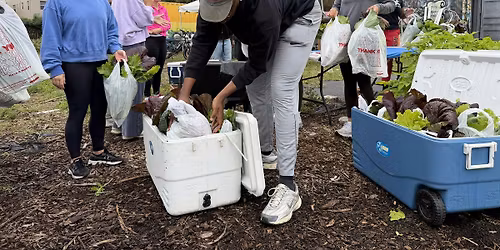 Seed starting workshop and Harvest