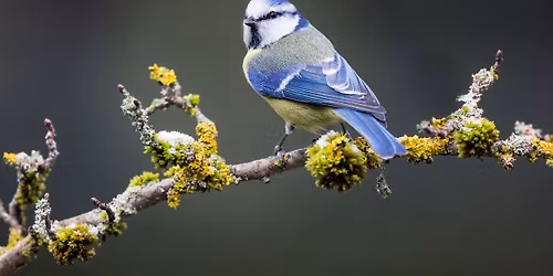 A la rencontre des oiseaux de Sainte-Musse