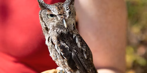 Owl-O-Ween
