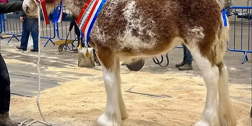 Forfar Clydesdale Foal Show 