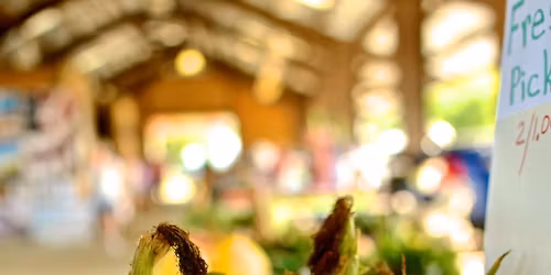 Corn Festival