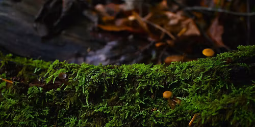 Youth Nature Series: Magnifying the Magic World of Mosses