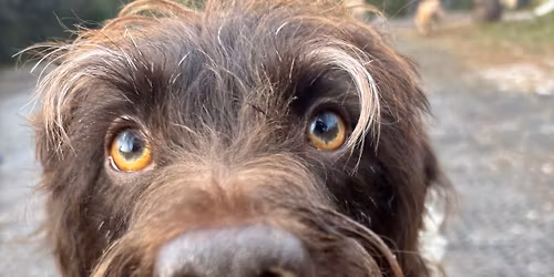 Pooches 13th years anniversary show!!! 