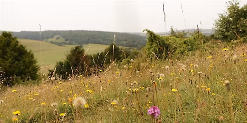 Members event: Guided Walk around Levin Down Nature Reserve, Nr Goodwood