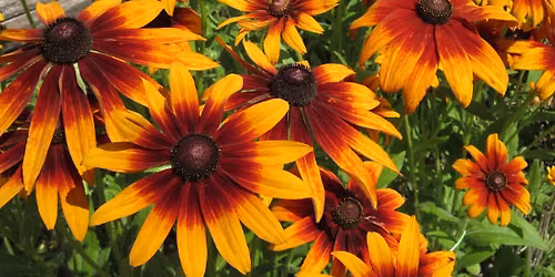 The Dry, Sandy & Chalky Soil Survival Guide - Gardening Talk