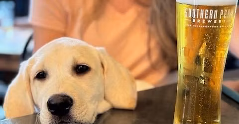 Pints + Puppies: Adoption Option!