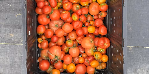 Seed Saving and Backyard Vegetable Breeding Workshop: Master Gardeners ONLY