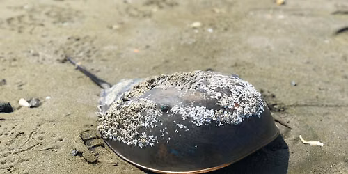 Ask an Educator: Horseshoe Crabs