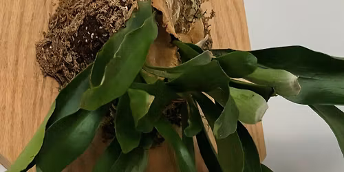 TFA: Botanical Series: Stag Horn Fern Mounting