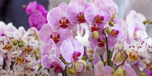 SAN DIEGO: Orchids - Care & Culture with Kay from the San Diego County Orchid Society