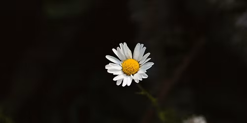 Yoga for Building Body Literacy (Newport Library)