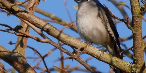 Field Trip - Bickerton Hill
