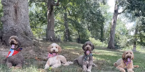 Dog Day at the Park