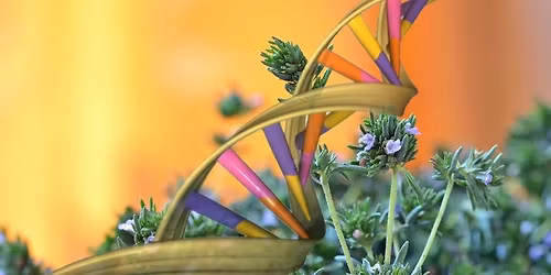 B Vitamins, Genetics, MTHFR and Beyond