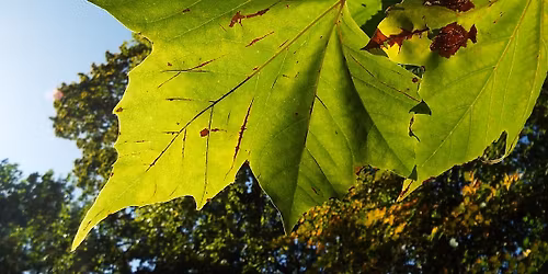 The Living Tree: stories in art, movement and self