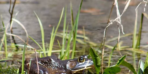 Preschool Story Hour: Pond Life