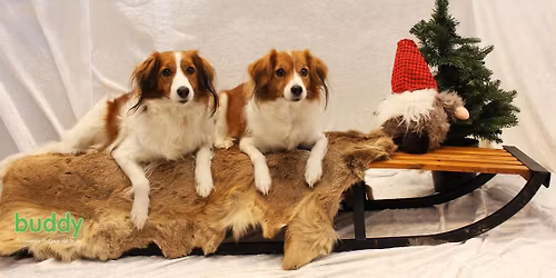 julefotografering p\u00e5 Buddy Lillehammer