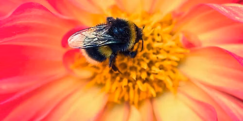 'Re-wild' Your Garden - Gardening Talk