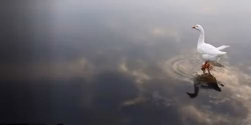 wacca2nd\u30a2\u30eb\u30d0\u30e0\u300c\u592a\u967d\u306e\u308f\u3063\u304b\u300d\u767a\u58f2\u8a18\u5ff5\u30e9\u30a4\u30d6