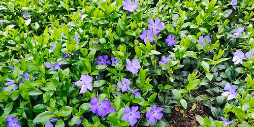 Bloom & Blossom Primative Trail Group Hike