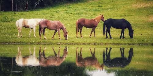 Beginner Horse Camp Session 2