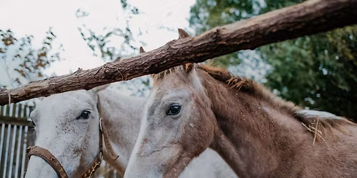 (T)ANY\u00c1K NAPI Vir\u00e1goz\u00e1s! \ud83e\udeb4\ud83c\udf38\ud83d\udc34