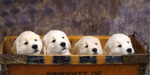 Fort Detroit Golden Retriever Club for our Specialty Shows