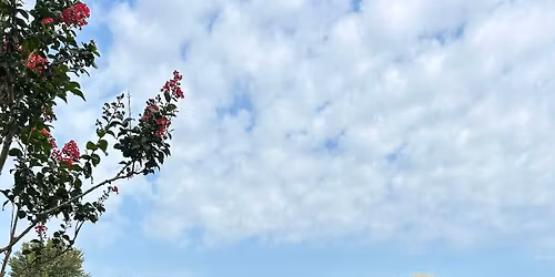 Pilates with Alpacas
