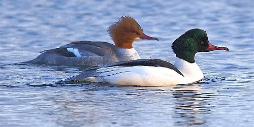 Riverfront-Lakewood East Park Birding