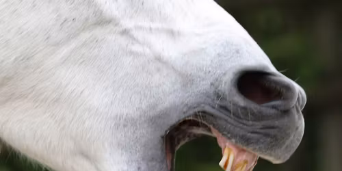 \ud83c\udf2c\ufe0f\ud83d\udc34 Atemprobleme beim Pferd? Lerne, wie du wirksam unterst\u00fctzen kannst! \ud83d\udc99